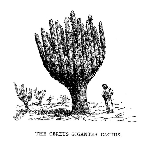 "The Cereus Gigantea Cactus", illustrazione di Cora Slocomb in "An American Idyll"